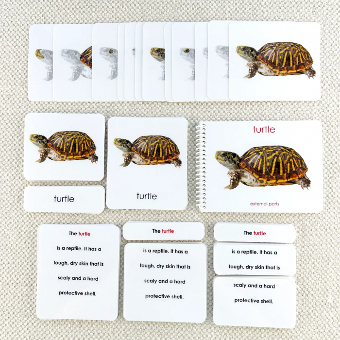 Các phần của bộ sách và thẻ bài Rùa (Parts of the Turtle Book and Card Set)